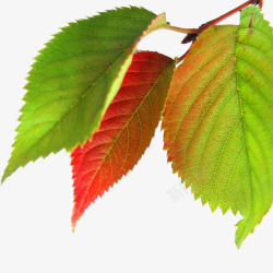 红绿色秋季树叶素材
