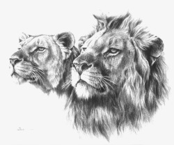 狮子素描手绘雄狮高清图片