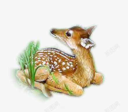 麋鹿写实png免抠素材_88icon https://88icon.com 大森林 棕黄色 白色斑点 麋鹿