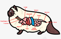 卡通小猫器官部位素材