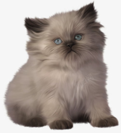 可爱的蓝眼睛猫咪素材