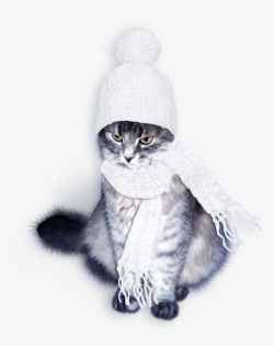 戴帽子的猫咪素材