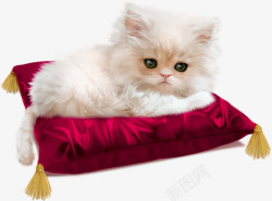 睡在垫子上的白色动物小猫咪素材