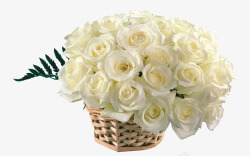 一束白玫瑰一束儿花篮白玫瑰高清图片