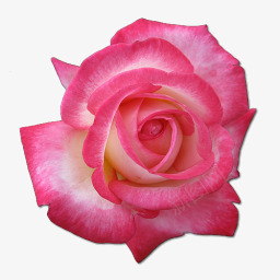 生日宴会玫瑰花茶的图标图标