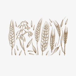 植物速写精致手绘风格农作物燕麦粒高清图片