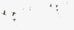 白色海鸥飞鸟大雁高清图片