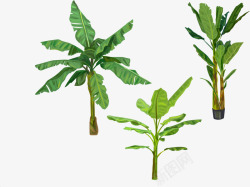 亚马逊植物素材