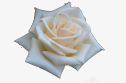 一朵盛开的白玫瑰花素材