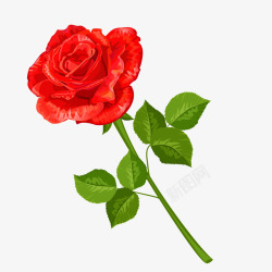 娇艳欲滴的红色玫瑰花矢量图素材