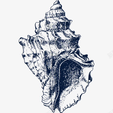 手绘罐头手绘漂亮海螺贝壳图标图标