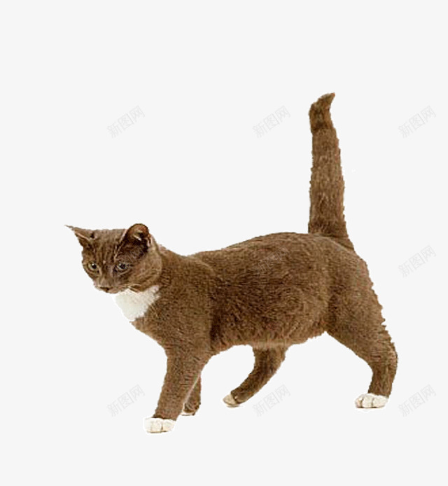 可爱的小猫咪png免抠素材_88icon https://88icon.com 动物 可爱 宠物 家畜 猫咪 生物