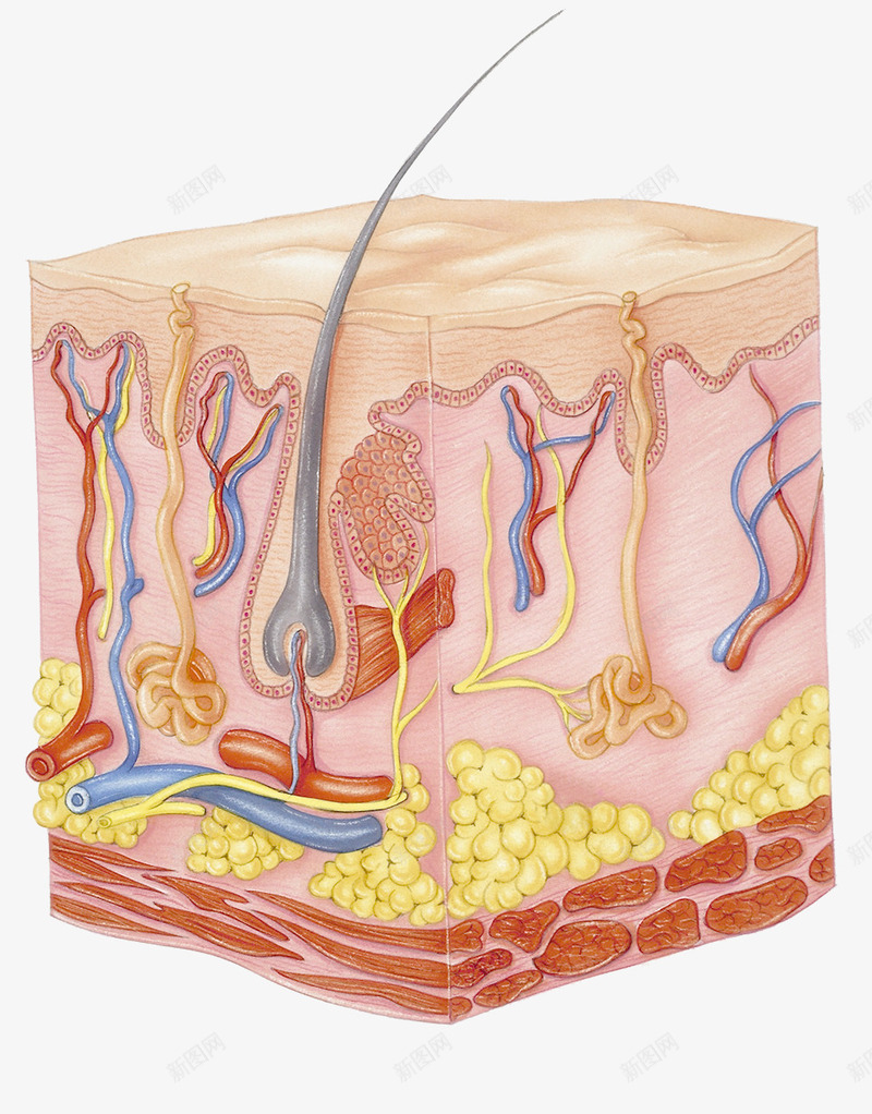 皮下脂肪插画png免抠素材_88icon https://88icon.com 毛囊 皮层组织 皮肤结构 细胞 面部皮肤结构