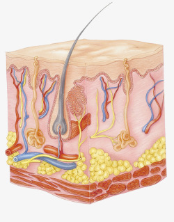 毛囊皮下脂肪插画高清图片