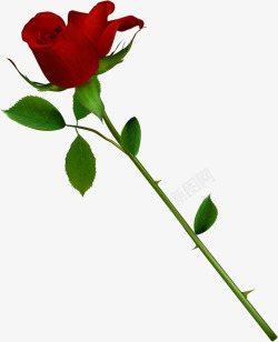 红色鲜花玫瑰植物告白情人节素材