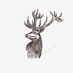 手绘素描森林野生动物素材