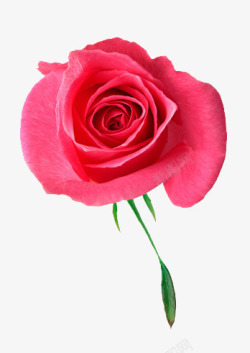 玫瑰花红色玫瑰花情人节素材