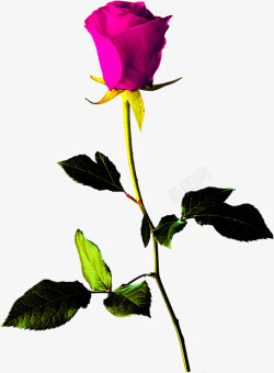 粉色的玫瑰七夕情人节素材