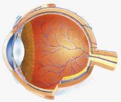 眼球血管眼球横断面医学插画高清图片