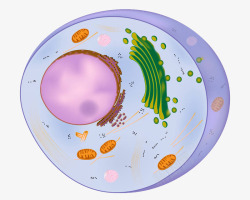 真核细胞免抠PNG真核细胞手绘插画高清图片