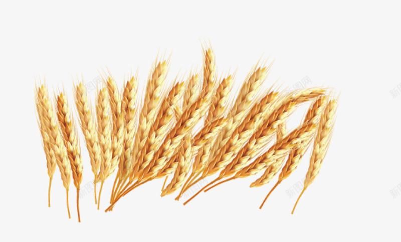 秋季大丰收金黄色小麦麦穗png免抠素材_88icon https://88icon.com 丰收 小麦 小麦秸秆 成熟 植物 秋季种子 金黄 麦穗秸秆