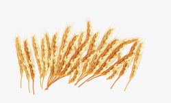 秋季大丰收金黄色小麦麦穗素材