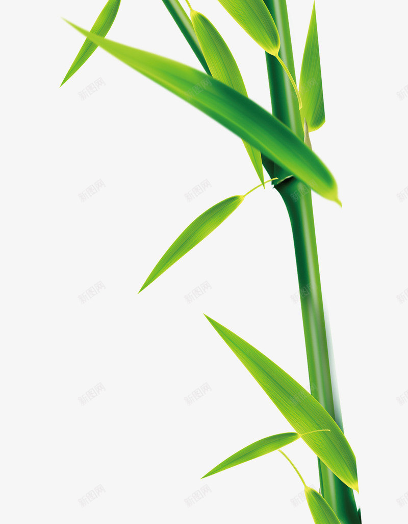 卡通植物竹子png免抠素材_88icon https://88icon.com 卡通 植物 清新 竹子 翠绿