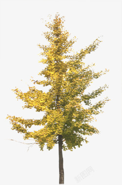 秋季黄色树林景观装饰素材