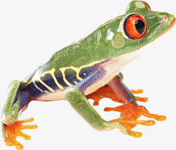绿色的树蛙小动物素材