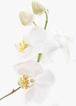 植物卡通白色花朵情人节素材