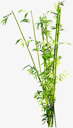 翠绿的竹子素材