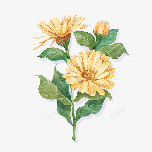 金盏菊花插画png免抠素材_88icon https://88icon.com 手绘 插画 菊花 金盏菊