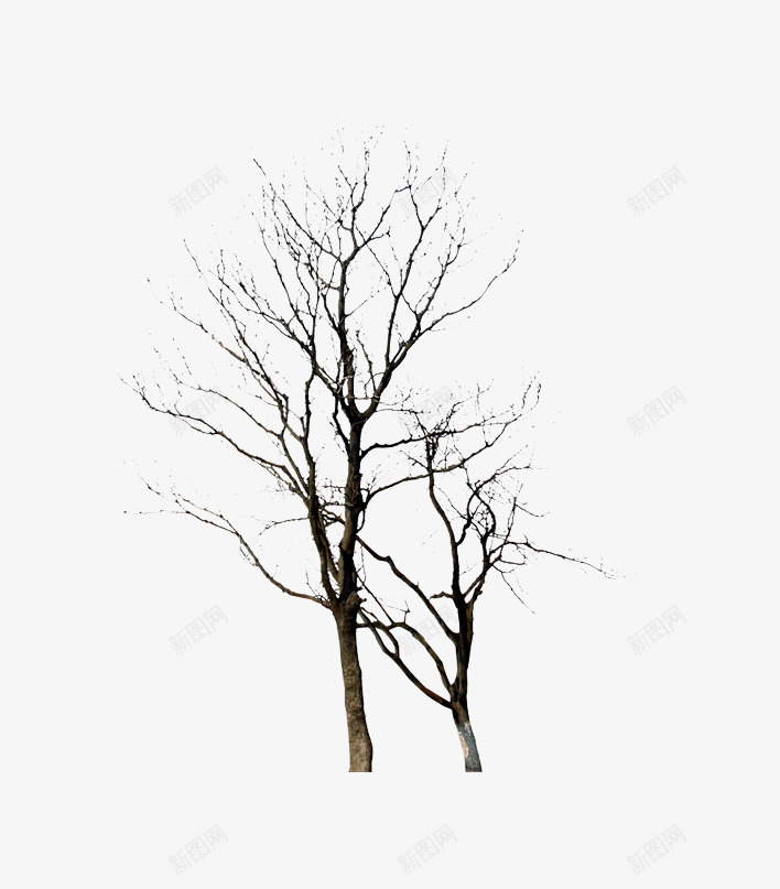 冬天的树植物png免抠素材_88icon https://88icon.com 冬天的树 树木 植物