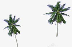 绿色笔直椰树造型度假素材