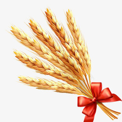 小麦的海报金黄小麦片高清图片