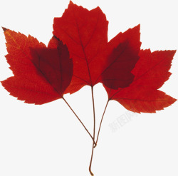 红色秋季树叶景观装饰素材