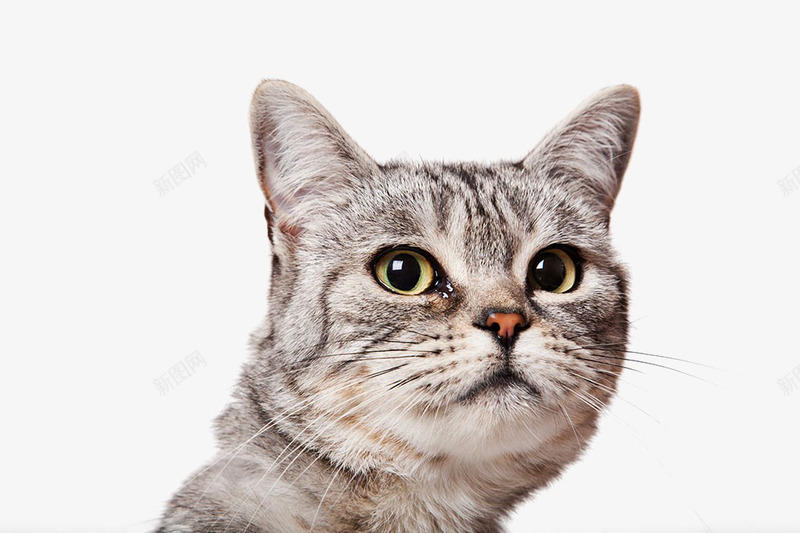 猫咪小猫猫宠物动物png免抠素材_88icon https://88icon.com 动物 宠物 小猫 猫 猫咪