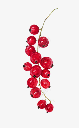 手绘小果子png免抠素材_88icon https://88icon.com 一串红果 小清新 干枝花艺 手绘 摄影 水彩 水果 点缀 红嫩 红果免抠 红果水彩画 红色蔓越莓 绘画 装饰