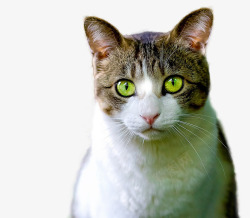 睁大眼睛睁大眼睛的小猫高清图片