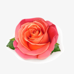 手绘粉红色玫瑰花素材