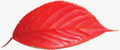 手绘红色秋季树叶装饰素材