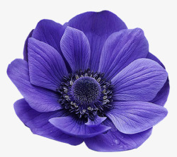 紫色花朵情人节礼物素材