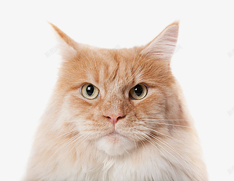 猫咪小猫猫宠物动物png免抠素材_88icon https://88icon.com 动物 宠物 小猫 猫 猫咪