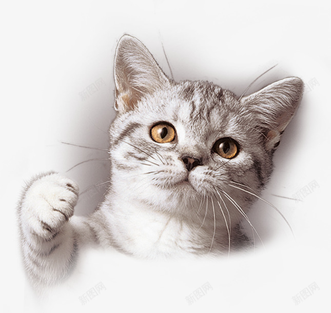 可爱小猫png免抠素材_88icon https://88icon.com 动物 可爱 小猫 猫