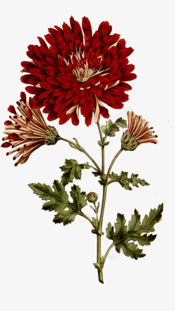 古典绘画素材复古深红色菊花高清图片