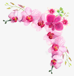 粉色的蝴蝶兰手绘粉色蝴蝶兰角边高清图片