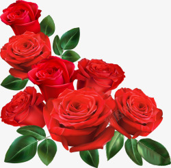 红色娇艳情人节玫瑰花素材