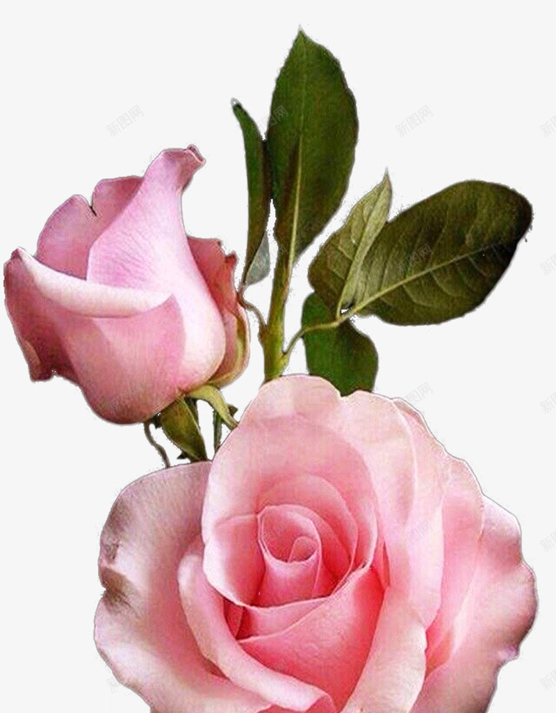 花png免抠素材_88icon https://88icon.com birthday flower love rose valentine 情人节 爱 玫瑰 生日 花