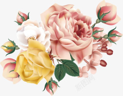 精美玫瑰花卉高清图片