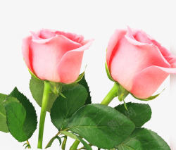 情人节妇女节粉色玫瑰花素材